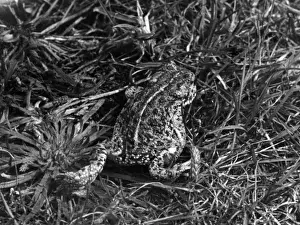 British Reptiles Impressions: Natterjack Toad