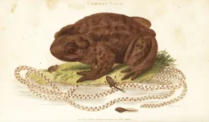 George Shaw Illustrations Impressions: Toad, Bufo bufo