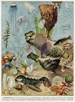 Ocean Creatures Impressions: Oceanography
