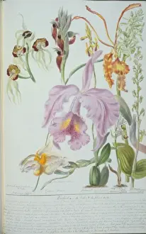 Victorian Orchid Illustration Impressions: Orchideae