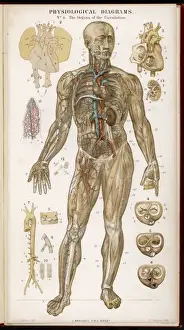 Cardiovascular System Illustration Impressions: Organs of Circulation