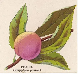 Stone Fruit Impressions: A PEACH