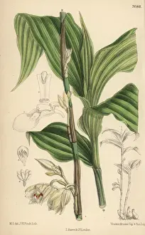 Matilda Smith Artist Impressions: Phajus pauciflorus, white orchid native to Java