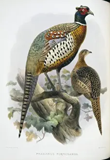 Common Pheasant Anatomy Impressions: Phasianus colchicus formosanus, common (Formosan) pheasant