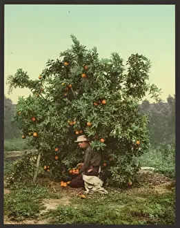 Nineteenth Century Coloured Photographs Impressions: Picking oranges