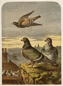 Impressions de Colombages sur les toits (espèces de Columbidae) Columbiformes Impressions: Pigeonniers sur les Toits