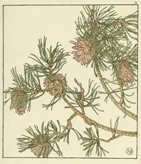 Garden Plant Illustrations Impressions: Pine cone
