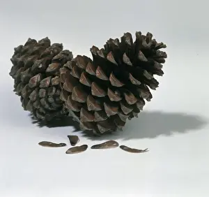 Pine Cone Images Impressions: Pine cones