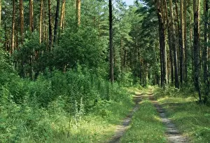 Russian Wilderness Photography Impressions: Pine Forest