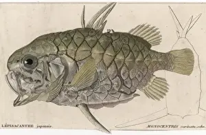 Marine Life History Impressions: A Pineapple Fish