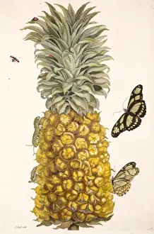 Impressions de Plaque 2 de Metamorphosis Insectorum Surinamensium par Maria Sybilla Merian Sybilla Impressions: Ananas avec des insectes.