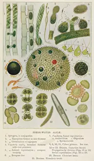 Early 20th Century Botany Impressions: Plants / Algae