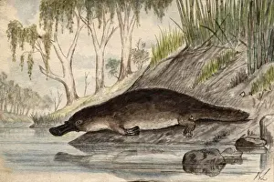 L'ornithorynque Impressions: Platypus