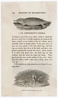 L'ornithorynque Impressions: Platypus (Bewick) - Le platane de Bewick