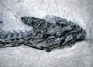 Lyme Regis Fossils Impressions: Plesiosaurus dolichodeirus: Head only