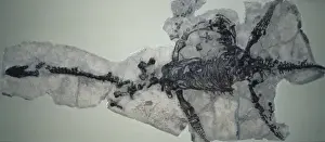 Lyme Regis Fossils Impressions: Plesiosaurus dolichodeirus skeleton
