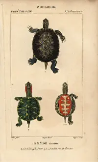 Copperplate Stipple Engraving Techniques Impressions: Pond slider turtle, Trachemys scripta