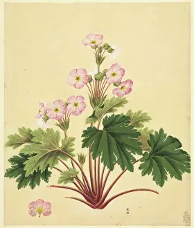 John Reeves Collection Impressions: Primula sinensis