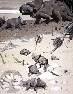 Herbivorous Dinosaurs Impressions: Protoceratops