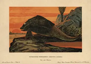 Prehistoric Animals Illustration Impressions: Pterichthyodes, extinct genus of placoderm