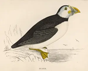 Puffin Bird Impressions: PUFFIN