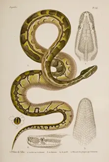 Impressions de Lithographe à l'eau de couleurs du dernier tome de L'Érpetologie générale ou Histoire naturelle complète des Reptiles (1854) par A.M.C. Duméril, G. Bibron et A.Duméril Serpent Impressions: Le Python de Sèbe est une espèce d'aspis africaine