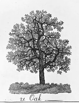 Le quercu ou la chênerelle à feuilles perpétuelles est un arbre qui se trouve en Europe et dans le bassin du Rhône. Il fait partie de larboricole généralement connue sous son nom commun "quercus