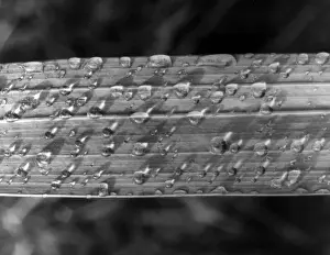Raindrops On Leaves Impressions: RAINDROPS