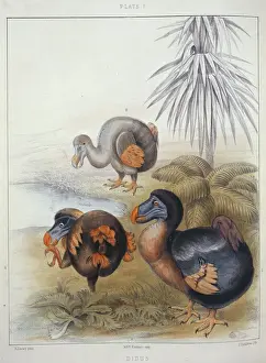 Impressions de Page 1 du livre Mémoires sur la dindon de Sir Richard Owen, 1866 Columbiformes Impressions: Le Raphus cucullatus est le Dodo