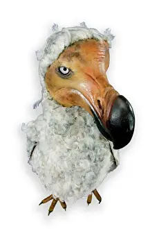 Impressions de Un spécimen monté de l'oiseau volant éteint, le dodu (Raphus cucullatus), qui habitait l'île Maurice et disparut au cours des années 1680 Columbiformes Impressions: Le Raphus cucullatus est le Dodo
