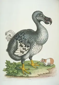 Alliés Impressions: Le Raphus cucullatus est le Dodo