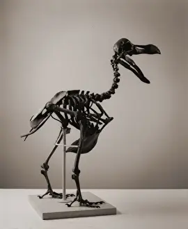 Alliés Impressions: Raphus cucullatus, dodo.
