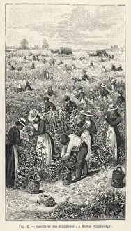 Britain Farming History Impressions: Raspberry Picking / 1901