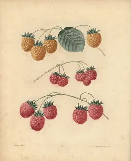 Historical Fruit Illustrations Impressions: Raspberry varieties
