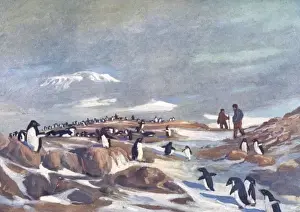 Early 20th Century Expeditions Impressions: Return of the Penguins