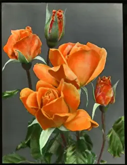Colourful Roses Impressions: Rosa Emma Wright