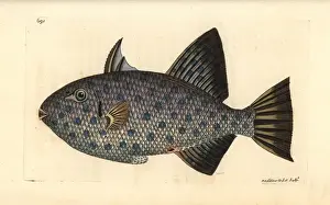 George Shaw Zoology Impressions: Rough triggerfish, Canthidermis maculata