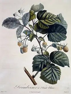 Dicotyledon Flowering Plants Impressions: Rubus idaeus, raspberry