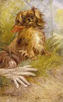 Pekingese Breed Impressions: Ruby Pekingese / Postcard