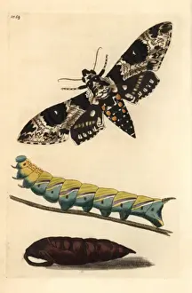 Frederick Nodder Illustrations Impressions: Rustic sphinx, Manduca rustica