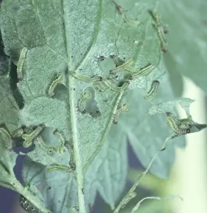 Insect Feeding Habits Impressions: Sawfly larvae devouring a leaf