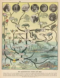 Girafe Impressions: La science l'évolution