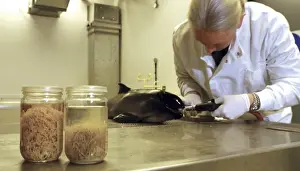 Natural History Museum Specimens Impressions: Scientist at work in the Darwin Centre