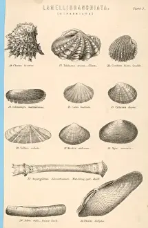 Palourdes Américaines Impressions: Conchelles de mer