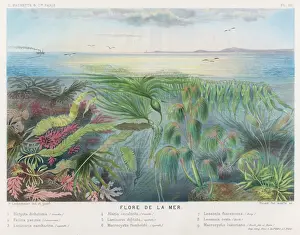 Algae et autres Flore