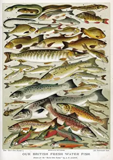 Une sélection de poissons