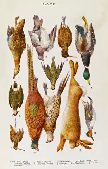 Impressions de Oiseaux de jeu variés : coucou sauvage et colvert des bois ; canard sauvage et teal; bouclier d'automne noir Columbiformes Impressions: Une sélection de jeu