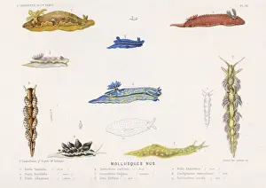 Sea Creatures Photography Impressions: Selection of Molluscs