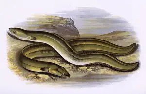 Victorian Marine Life Impressions: Sharp-Nosed Eel and Broad-Nosed Eel