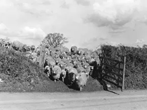 Vintage Farm Photography UK Impressions: Sheep Push through Gate